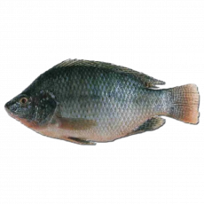 Whole Tilapia  Per Kg