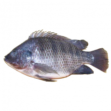 Raw Fresh Whole Tilapia Per Kg