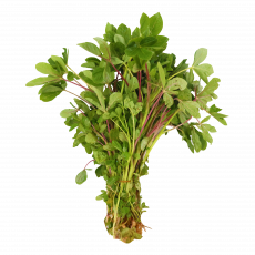 Sagetti Per Bunch