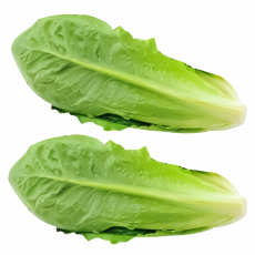 Lettuce Cos Pack (2Pcs)