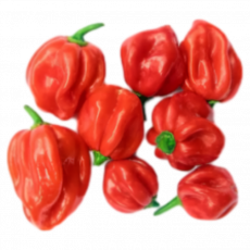 Scotch Bonnet 100G