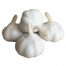 Garlic Snow White 4 Pack